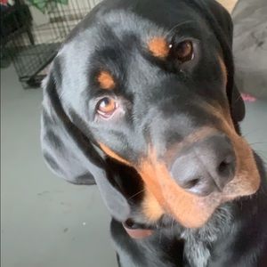 Meet your Posher, Bella